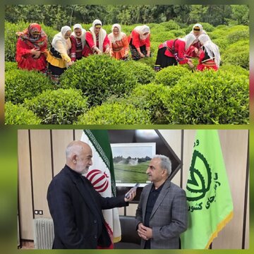 رئیس سازمان چای کشور:پرداخت ۱۵۰۰ میلیارد تومان از مطالبات چایکاران