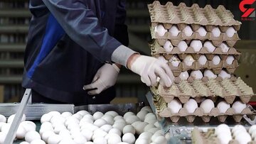صادرات تخممرغ آزاد شد