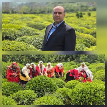 فرماندار لنگرود:۷۰ درصد مطالبات چین اول چایکاران لنگرود پرداخت شد
