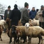 قیمت جدید دامزنده اعلام شد/ پوریان: دولت برای تامین نقدینگی دامداران اقدام کند؛ وگرنه مجدد وارد بحران میشویم