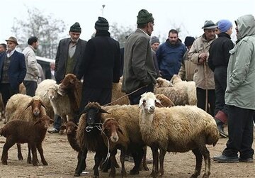 قیمت جدید دامزنده اعلام شد/ پوریان: دولت برای تامین نقدینگی دامداران اقدام کند؛ وگرنه مجدد وارد بحران میشویم