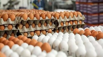 قیمت واقعی هر شانه تخممرغ اعلام شد/ کاشانی: تخممرغ ۱۰۰ هزار تومان کمتر از قیمت تمام شده عرضه میشود