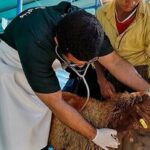 معدومسازی ۱۴۵۲ کیلوگرم گوشت ناسالم در زنجان