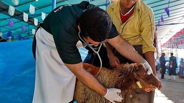 معدومسازی ۱۴۵۲ کیلوگرم گوشت ناسالم در زنجان