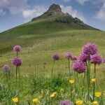 نهالستان گیاهان دارویی در اردبیل دایر میشود