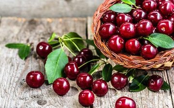 پیشبینی برداشت ۳۳ هزار تن گیلاس در استان آذربایجانغربی