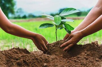 کاشت نهال، حکم سبز قضایی برای یک متخلف در باغملک