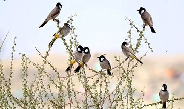 کشف ۱۱۸ قطعه پرنده زینتی در جعبههای شیرینی در مرز شلمچه