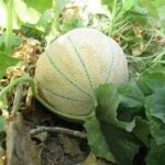 آغاز برداشت طالبی از ۱۸۰ هکتار مزارع رومشکان /  کیفیت ممتاز برند صادراتی لرستان