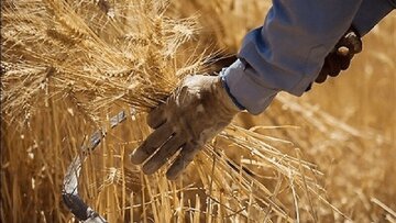 آغاز خرید تضمینی – مباشرتی گندم توسط شبکه تعاون روستایی آذربایجان غربی