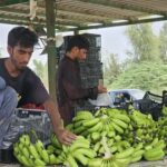 آغاز عملیات اجرایی طرح هزار هکتاری توسعه کشت موز در جاسک