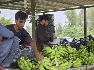 آغاز عملیات اجرایی طرح هزار هکتاری توسعه کشت موز در جاسک