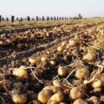افزایش قیمت سیب‌زمینی به بیش از ۸۰ هزار تومان در همدان!