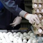 این تخم مرغ ها را نخرید؛ قوانین جدید برای خریدوفروش تخم‌مرغ
