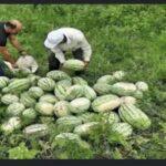 برداشت هندوانه از ۳ هزار هکتار اراضی گیلان آغاز شد