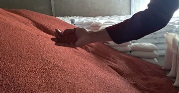 توزیع ۳۸ تن کود فسفات یارانهای میان کشاورزان استان کرمان در سهماهه نخست سال