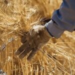 خبر خوش برای گندمکاران / دولت زمان پرداخت مطالبات را اعلام کرد