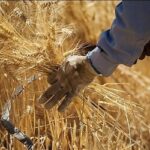 خبر مهم برای گندمکاران/ نرخ جدید گندم اعلام شد + جزییات مصوبه دولت