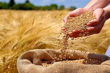 خرید تضمینی گندم در لرستان به مرز ۱۵۰ هزار تن رسید