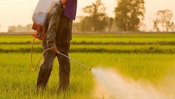 دستاوردهای پژوهشی کشاورزی فارس؛معرفی ۸۰ رقم زراعی و باغی و ۲۴ طرح تحقیقی–ترویجی