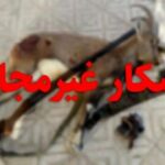دستگیری متخلف شکار و صید در حاجی آباد هرمزگان