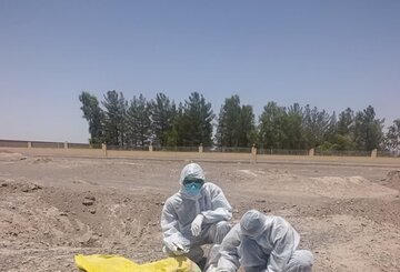 سگ مشکوک به هاری در انار معدوم شد