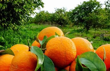 ضرورت اصلاح الگوی کشت مرکبات در مازندران