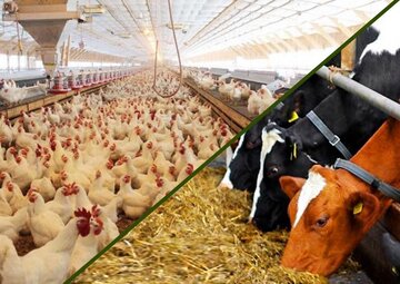 مدیریت منابع آب و کنترل دقیق دمای سالنهای مرغداری برای پیشگیری از استرس گرمایی