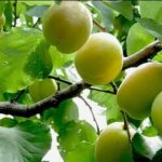 نسخه باغی جهاد کشاورزی برای رونق تولید / ۸۰۰ هکتار به باغات لرستان افزوده شد