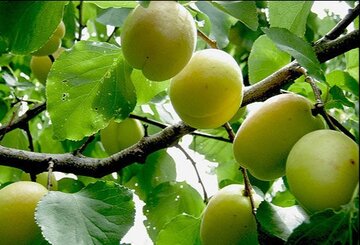 نسخه باغی جهاد کشاورزی برای رونق تولید / ۸۰۰ هکتار به باغات لرستان افزوده شد
