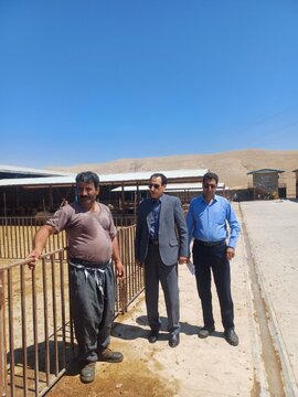 پایش تخصصی طرح پیشران پرواربندی در خرمآباد با تأکید بر رفع موانع تولید