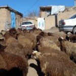 پیشبینی رییس شورای تامین دام از قیمت گوشت در تابستان امسال/ افزایش قیمت گوشت قرمز در راه است؟