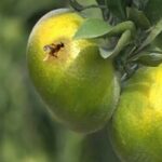 تدوین برنامه جامع مبارزه با مگس میوه در مازندران