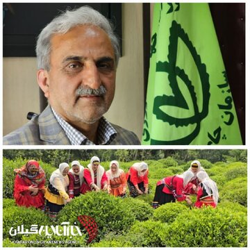 رئیس سازمان چای کشور خبر داد: تغییرکاربری باغات چای خط قرمزسازمان چای کشوراست