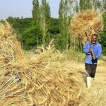 رشد ۱۲۴ درصدی خرید تضمینی گندم در خراسان‌شمالی