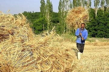 رشد ۱۲۴ درصدی خرید تضمینی گندم در خراسانشمالی