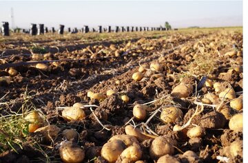صادرات سیبزمینی ممنوع شد/ جزییات