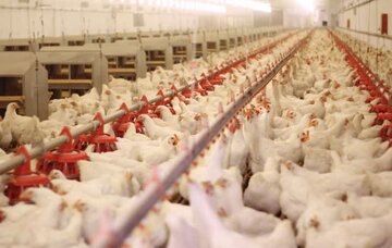 فارس در مسیر امنیت غذایی؛تأمین پروتئین استانهای همجوار