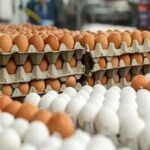 قیمت تخم مرغ در ارومیه دوباره ترمز برید