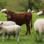 قیمت جدید دامزنده ۳۱ مردادماه ۱۴۰۵/ قیمت گوسفند و گوساله چه تغییری کرد؟ + جدول