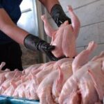 قیمت واقعی مرغ اعلام شد/طلاکش: مرغداران روی فروش هر کیلو مرغ ۵۰ هزار تومان زیان می‌کنند/ مرغ در نیمه دوم سال با این تغییر قیمتی مواجه می‌شود