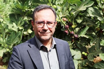 لرستان قطب بلامنازغ تولید انجیر سیاه ایران / برداشت سالانه ۴۵ هزار تن از باغات استان