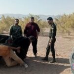 متهمان قطع و حمل چوب تاغ در جعفریه قم دستگیر شدند