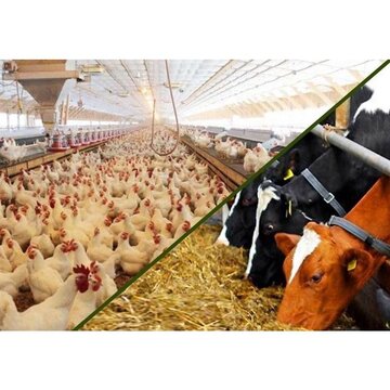 واردات نهاده‌های دامی تا پایان شهریور بدون ثبت سفارش امکان‌پذیر است