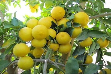 برداشت لیمو شیرین از باغ‌های میناب آغاز شد