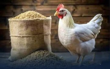 تامین مدتدار نهاده تولیدکنندگان مرغ فارس با رویکرد جدید صادراتی