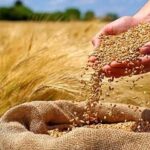 تولید یک میلیون و ۲۰۴هزار و ۶۳۵تن گندم در فارس