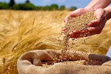 تولید یک میلیون و ۲۰۴هزار و ۶۳۵تن گندم در فارس