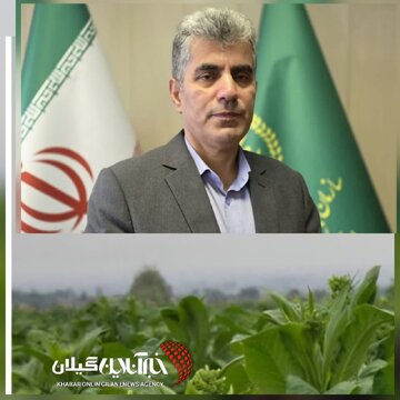 رئیس سازمان جهاد کشاورزی گیلان:توتونکاری در گیلان جان گرفت