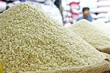 شکرانه برداشت برنج در لالهآباد بابل؛ از رنج تولید تا امید به آینده
